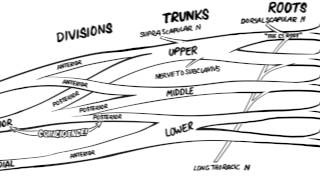 The Brachial Plexus Animated Review HD [upl. by Ajay]