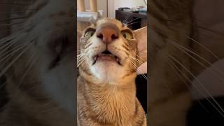 Rikki the mouth breather cat catshorts memes cute [upl. by Conyers]