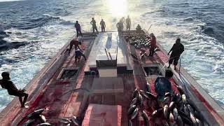 Full video catching 30 tons of skipjack tuna in few minutes 🤩 [upl. by Connolly]