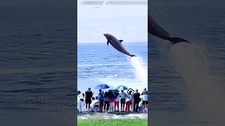 Amazing to see dolphins flying [upl. by Eiboh618]