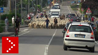 La maxi transumanza delle pecore a Lecco 3200 capi verso la Valsassina [upl. by Nrubua]