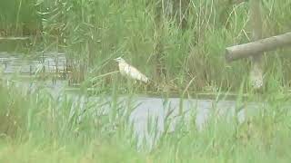 Squacco Heron Pagham Harbour 31072022 [upl. by Sidoney208]