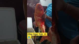 youtube fish 15 kg tiger fish 🐠🐠 [upl. by Hobie630]