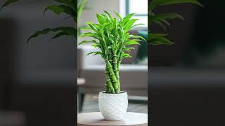 Astonishing Bamboo Plants for Your Home❤️ amp bring Prosperity this Diwali indoorplants shortsviral [upl. by Yerag]