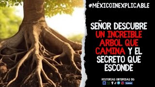 Encontró un ÁRBOL que camina y el secreto que esconde  México Inexplicable [upl. by Jonie768]