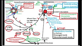 Pharmacology of ANTITUSSIVE DRUGS cough suppressants [upl. by Ellesij316]