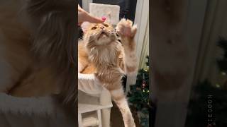 The Most Dangerous Cat Breed 🙀 mainecoon catfacts lifewithcats [upl. by Nilekcaj]