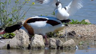 Slimbridge Rushy Hide 4K [upl. by Welles]