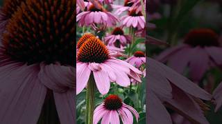 60sec Health Tips  ECHINACEA Natures Immune Booster fyp video viralvideo trending facts [upl. by Terrag488]