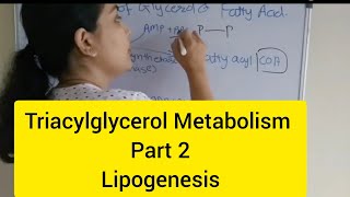 Triacylglycerol Metabolism Part 2 Lipogenesis [upl. by Schaaff]