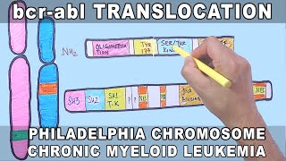 bcrabl Translocation Mechanism  Philadelphia Chromosome [upl. by Einahpet]