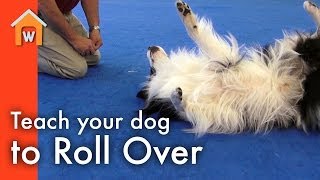 Teach Your Dog to Roll Over [upl. by Llenrup339]