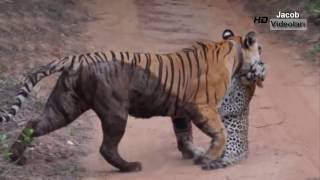 Craziest Animal Fights Of ALL TIME [upl. by Ived]