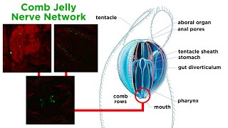 Phylum Ctenophora Comb Jellies [upl. by Cusack]