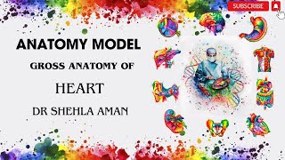 Model of Heart amp coronary circulation l Gross Anatomy  OSPE  The Anatomy Canvas [upl. by Oran682]