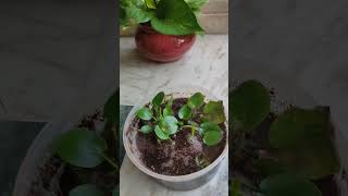 Lucky bamboo plant water propagation [upl. by Sadick525]