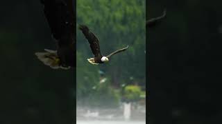 Albanian Eagle Flying [upl. by Kapoor]