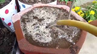 गुलाब के पौधे को पानी देने का तरीका MY WAY OF WATERING ROSE PLANT [upl. by Drawoh]