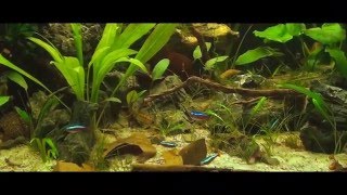 Apistogramma Macmasteri  Blackwater [upl. by Stevenson]