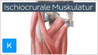 Ischiocrurale Muskulatur  Anatomie des Menschen  Kenhub [upl. by Marmawke345]