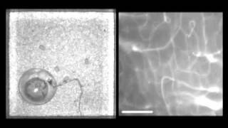 Microcirculacion cerebral en ratones [upl. by Grant856]