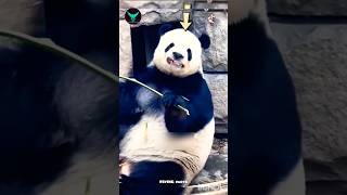 Bamboo Panda 🐼 voice credit factsdastan Dastan01 FactsMine Shadow2C [upl. by Eelyahs932]