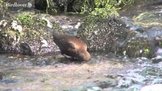 野鳥撮影・ カワガラス Brown Dipper 12 [upl. by Dnalon876]