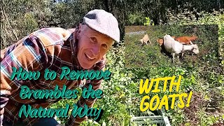 How to Remove Brambles the Natural Way With GOATS [upl. by Mccready]