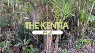 The Kentia Palm  Howea forsteriana 🌴👍 [upl. by Gwendolyn]