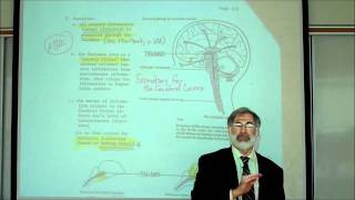 REVIEW OF THE FUNCTIONAL AREAS OF THE BRAIN Part 1 by Professor Fink [upl. by Aihppa]