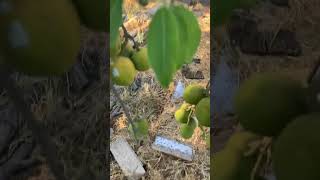 Our Sapote tree is full of fruit [upl. by Zohar]