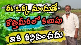 ఈ ఒక్క మందుతో కొత్తిమీరలో కలుపు ఇక కనిపించదు [upl. by Eniksre]