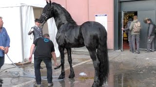 Salon du cheval de Paris 2015  Quelques instants avec TIDE entier frison ster [upl. by Narbig]