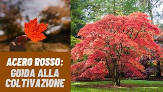 Coltivazione dellACERO guida semplice e completa  WampA Gardens orto e giardino [upl. by Nosnarb]