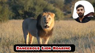 Big lions roar Dangerous Lion Roaring completions animals lion [upl. by Cheri]