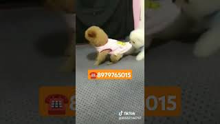 Teacup Dog Price In India  cute Pomeranian Dog  viral shorts trending videocutedog usa [upl. by Farver716]