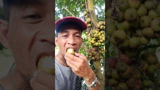 wild fig tubig tibbig water tree igos crunchy 😋 [upl. by Aztiley]