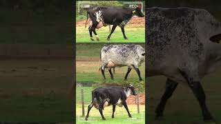 🔴 GIROLANDO Gyr X Holstein ✅ Vacas Lecheras [upl. by Tews]