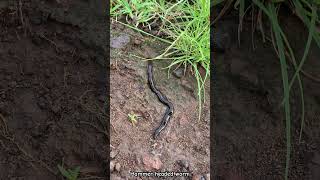 Hammer headed worm 🪱 westernghats travel nature rare maharashtra worms trekking [upl. by Nich]