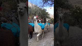 Lares Trek with Llamas to Machu Picchu incatrekkers shorts machupicchu [upl. by Ecinnaj]