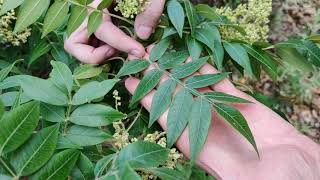 How to Identify Winged Sumac Rhus copallinum aka Shining Sumac [upl. by Stesha13]