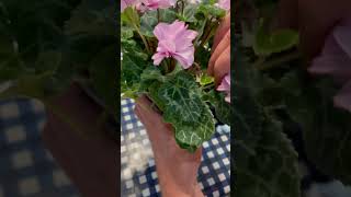 How To Dead Head Cyclamen Cyclamen Plant Care gardening cyclamen howto shortvideo plants [upl. by Jdavie]