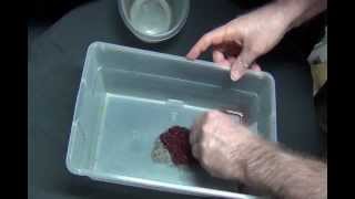 Chopping Bloodworms to feed to fry and small fish [upl. by Yelsew138]