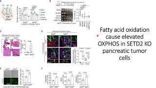 Fatty acid oxidation cause elevated OXPHOS activity on SETD2deficient Pancreatic cancer Code 731 [upl. by Yezdnil915]