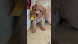 Our Mini Goldendoodle picking is this weekend minigoldendoodle puppy DallasDoodles [upl. by Llennhoj]