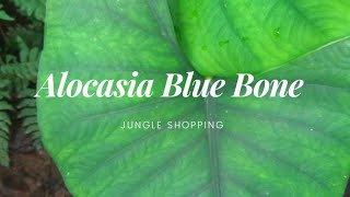 Jungle Shopping part 10  Alocasia Scabriuscula  Alocasia tulang Biru Alocasia rare [upl. by Jacqui]