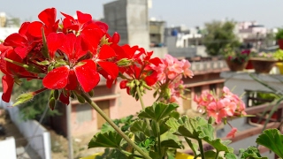 Collecting seeds of Geranium for summers  24 March 2017 [upl. by Anuahs]