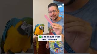 How to Make a Macaw Comfortable with Nail Trims [upl. by Tneicniv]