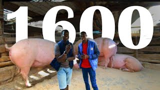 How This Young Millionaire Farms 1600 Pigs [upl. by Ransell]