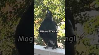 Magpie Singing Contest birds magpie sounds birdsounds [upl. by Papagena889]